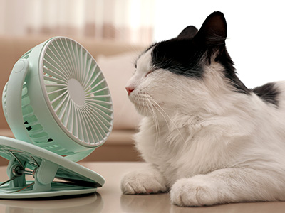 Cat laying in front of a small fan